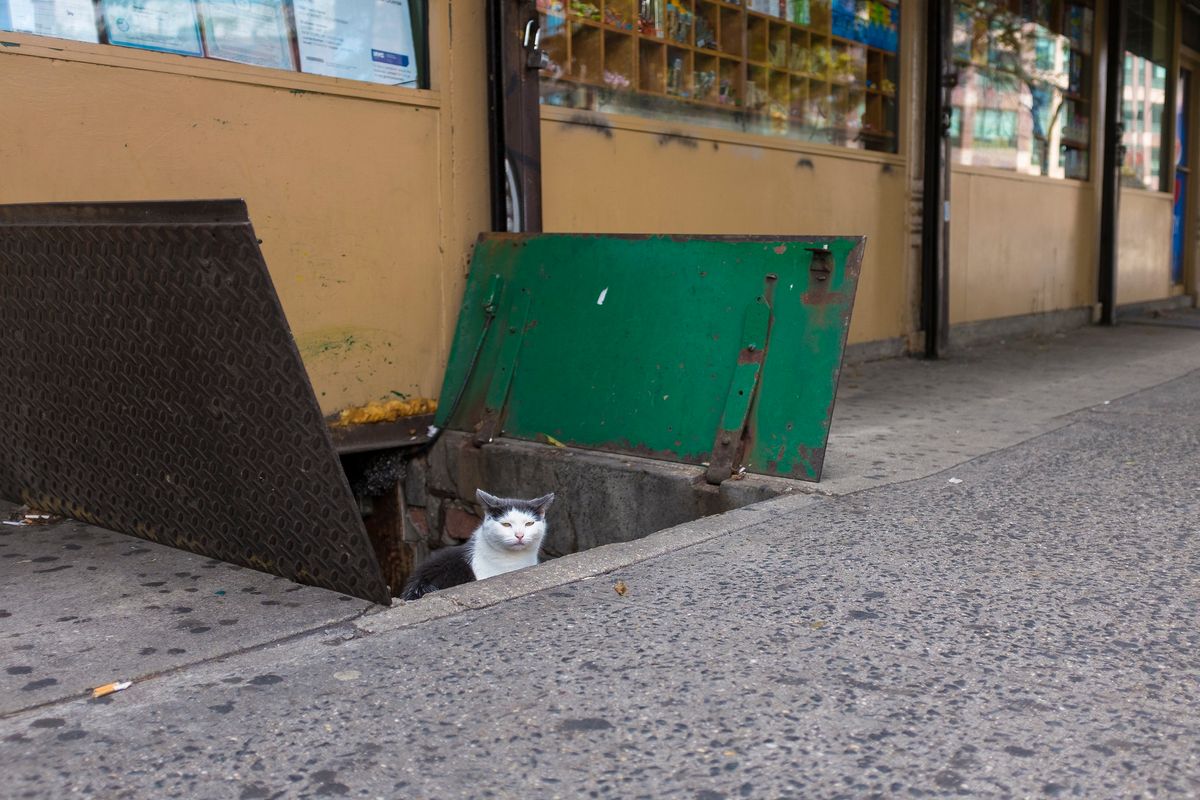 How to Clear 500,000 Feral Cats From New York's Streets - The New