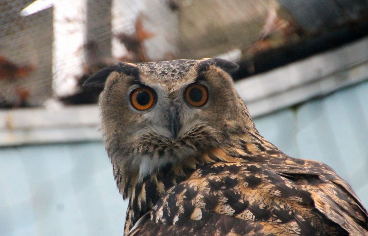 Flaco the owl left us one last bit of Central Park bird drama