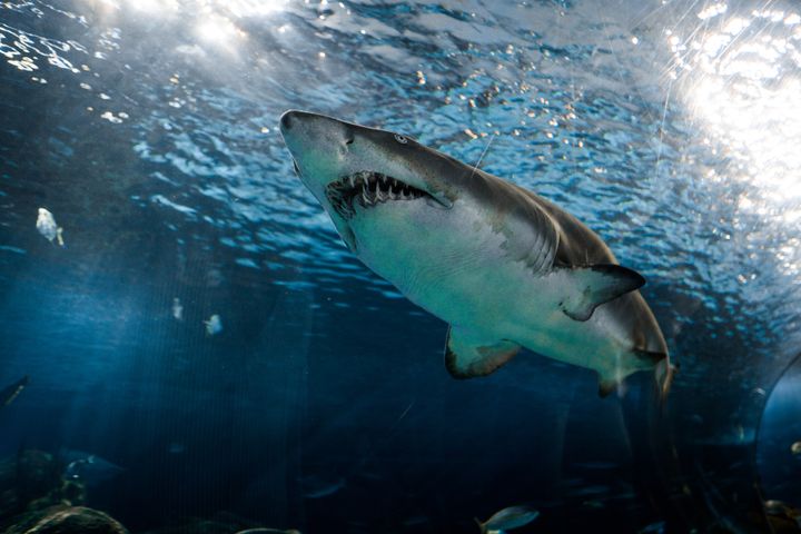 How We Stopped Worrying and Learned to Love the Sharks