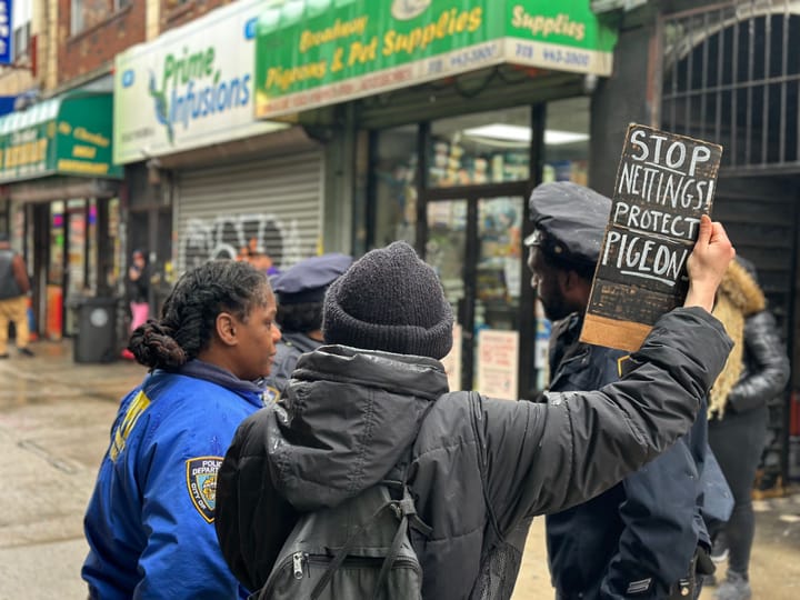 The ‘pigilante gang’ takes on an alleged Brooklyn pigeon thief
